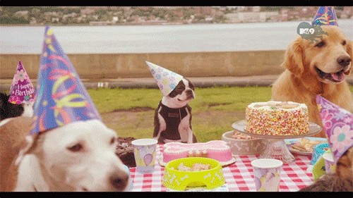 Гифка день рождения dog birthday собака гиф картинка, скачать анимированный gif на GIFER от Meztishura