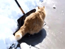 GIF snow cat - animated GIF on GIFER - by Motaur