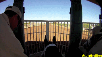 Horse Racing Thoroughbred Win Gif On Gifer By Broadblade