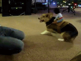 Corgi Rodeo Corgi rodeo GIF on GIFER - by Tugrel