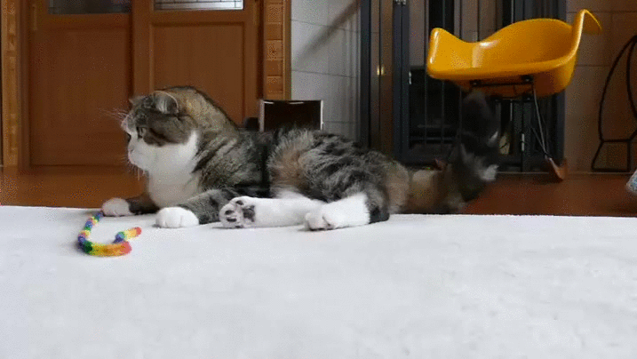 Кот скользит. Картинки которые двигаются про котят. кот мару гиф. мару карв гиф. живые картинки которые двигаются котята.
