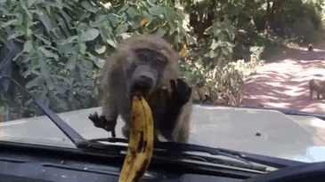 Bnana monkey eat GIF on GIFER - by Brarn