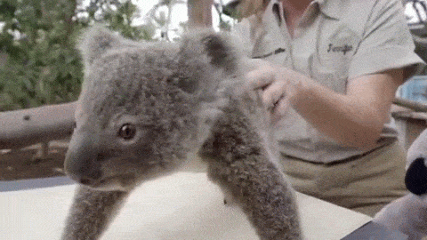 Koala Gif