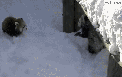 baby animals in snow