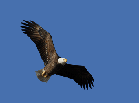 GIF eagle - animated GIF on GIFER - by Darkweaver