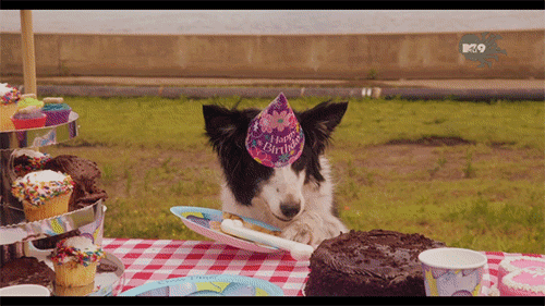 Dog birthday birthday dog GIF on GIFER - by Kagarisar