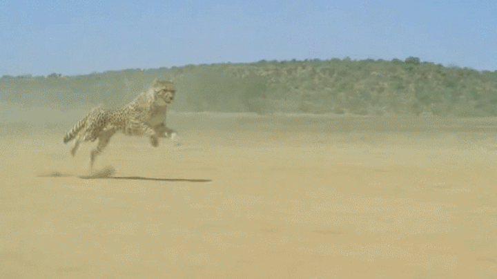 GIF cheetah running - animated GIF on GIFER - by Agamazius