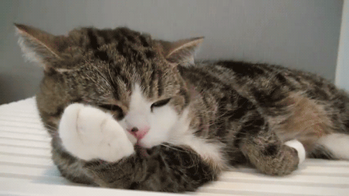 GIF cat lazy licking - animated GIF on GIFER - by Dujinn
