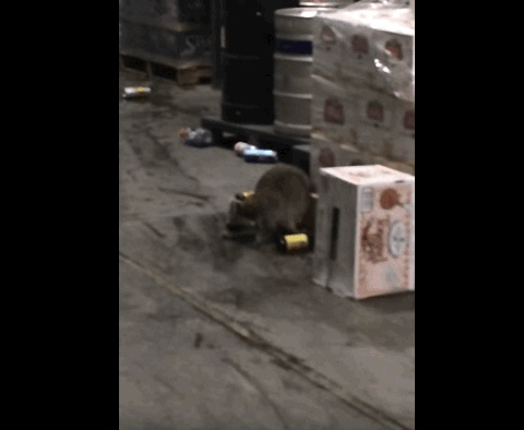 Гифка обморок потерял сознание гиф картинка, скачать анимированный gif ...