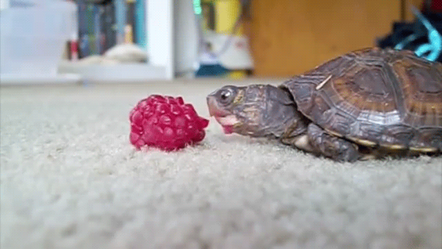 Turtle raspberry GIF on GIFER - by Keralmeena