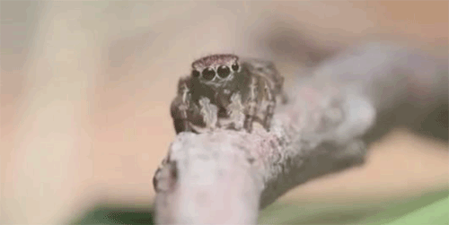 cute spiders gif