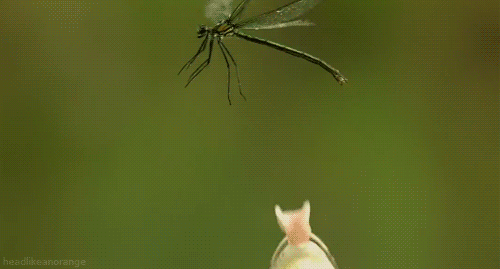 Pin on gif insecte et animaux