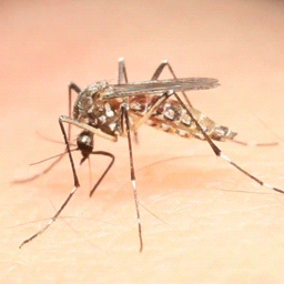 GIF dengue mosquito aedes aegypti - animated GIF on GIFER - by Zulugore