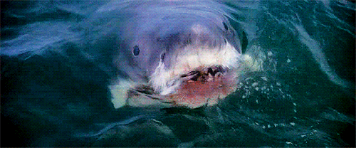 Jaws movie GIF on GIFER - by Kekasa