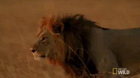 Savage kingdom lion nat geo wild GIF on GIFER - by Gravelstaff