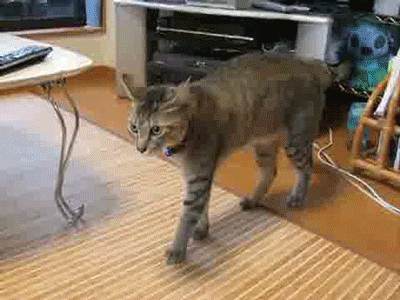 Cat funny GIF on GIFER - by Shalilak