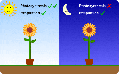 Image result for photosynthesis and cellular respiration gif