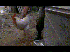 Hot shots chicken cool GIF on GIFER - by Duk