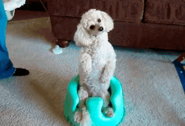 Featured image of post Animated Confused Dog Gif Share the best gifs now