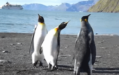Penguin Walks Into The Cool Club Like This - Señor GIF - Pronounced GIF or  JIF?
