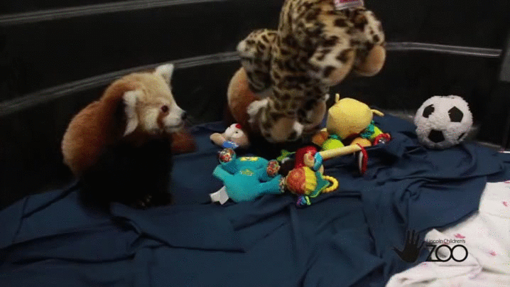 Red Panda Toys Baby Animals Gif On Gifer By Snowfury