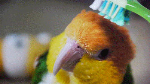 Hasil gambar untuk gambar gif love bird