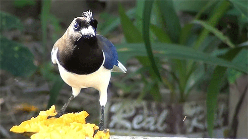 Animals hair birds GIF on GIFER - by Huge Animals hair birds GIF on GIFER - by Huge