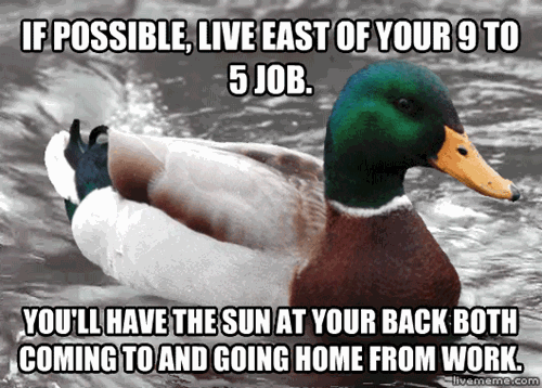 Your e. Фото утки Мем