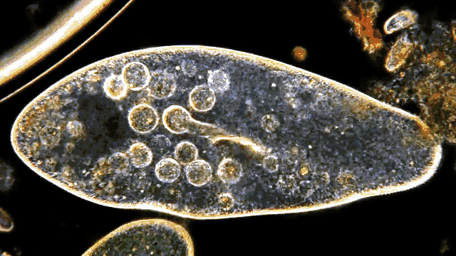 Mitochondria ciencia wissenschaft GIF on GIFER - by Nuadardred