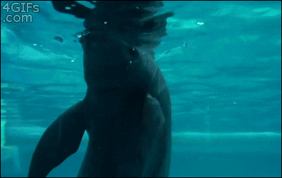 New trending GIF tagged animals whale aquarium beluga…