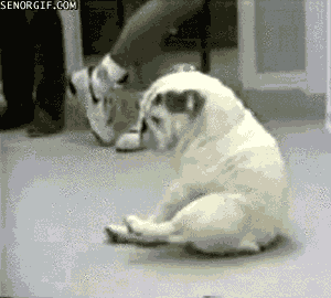 Image result for funny bulldog gifs