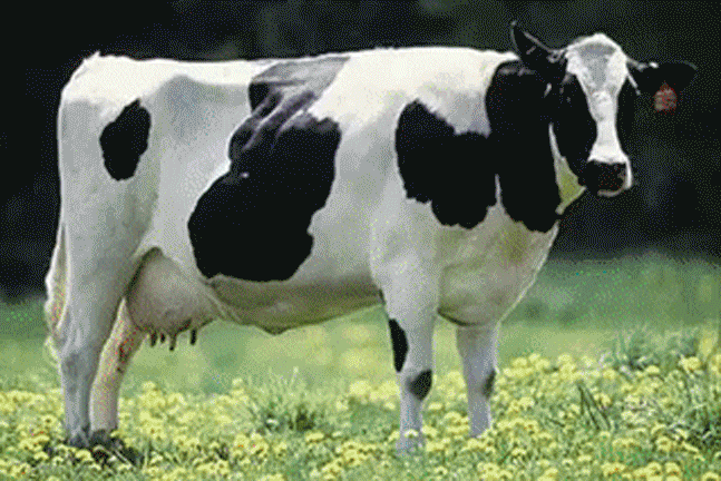 GIF cow - animated GIF on GIFER - by Stonehammer