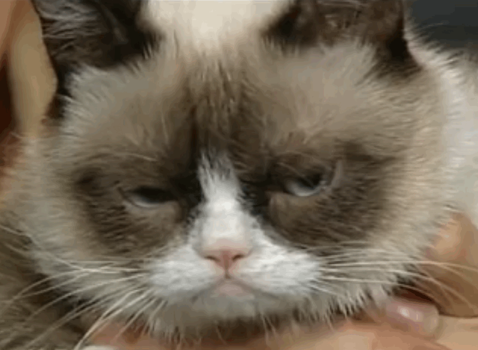 not impressed grumpy cat gif