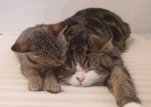 счёт гифка целующиеся коты люди