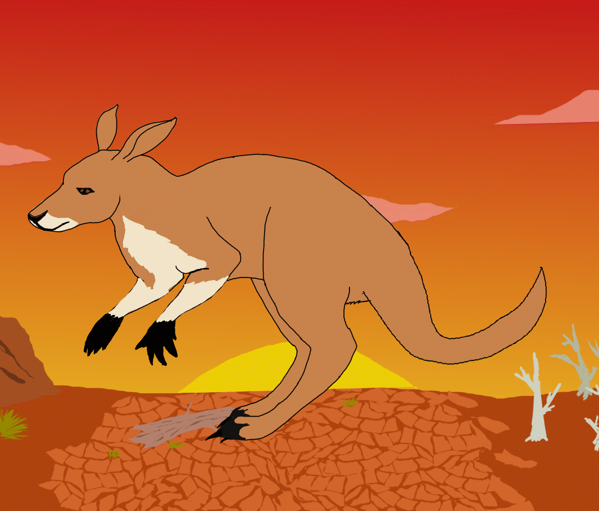 Gif kangourou