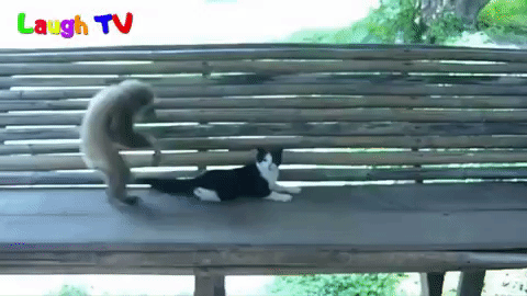 Gif Mono Gato Chat Animated Gif On Gifer By Whisperdragon