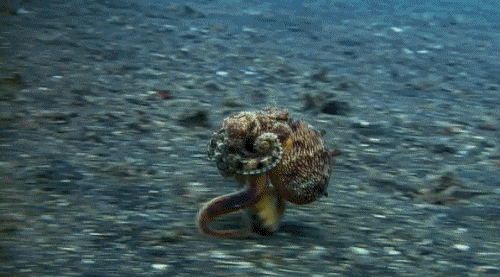 octopus gif tumblr