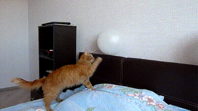 Gif Cat Scared Pop Animated Gif On Gifer By Mutaur ~ pop pop pop pop ~. gif cat scared pop animated gif on