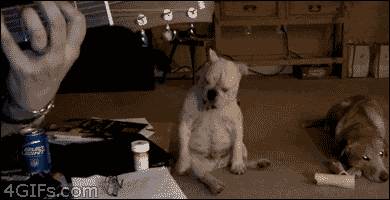 GIF animals dancing dog - animated GIF on GIFER - by Dokus