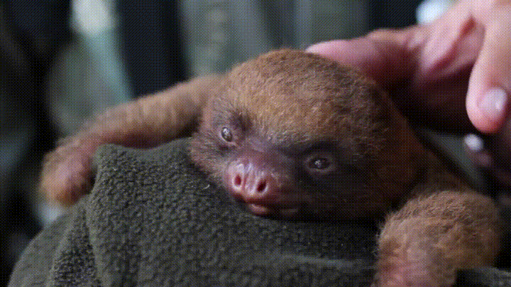 Bebe Yawns Baby Gif On Gifer By Kathrilak