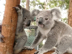 happy koala gif