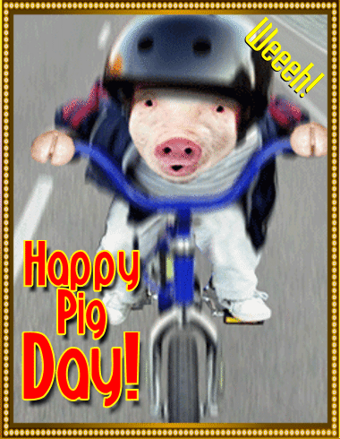 Funny Babe Pig Good Morning GIF