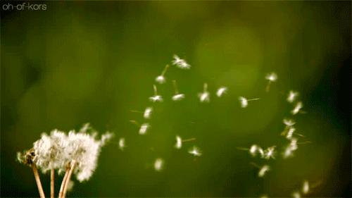 Wind Nature Flowers GIF On GIFER By Adoron