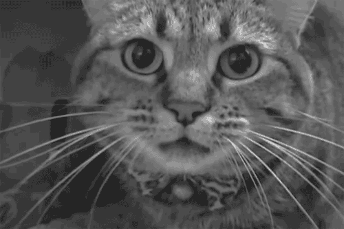Angry cat is angry: “MEOW!” • Cat GIF Website