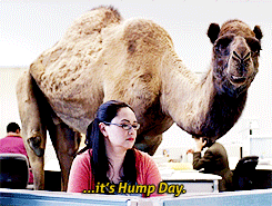 geico camel gif