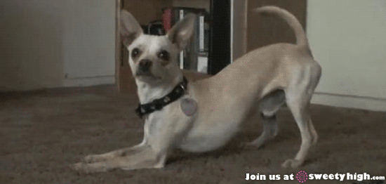 Dramatic Sad Chihuahua Dog GIF