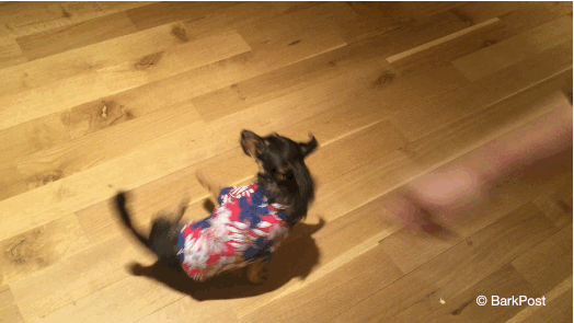 GIF chihuahua excited dog cute animal - animated GIF on GIFER - by  Frostkiller