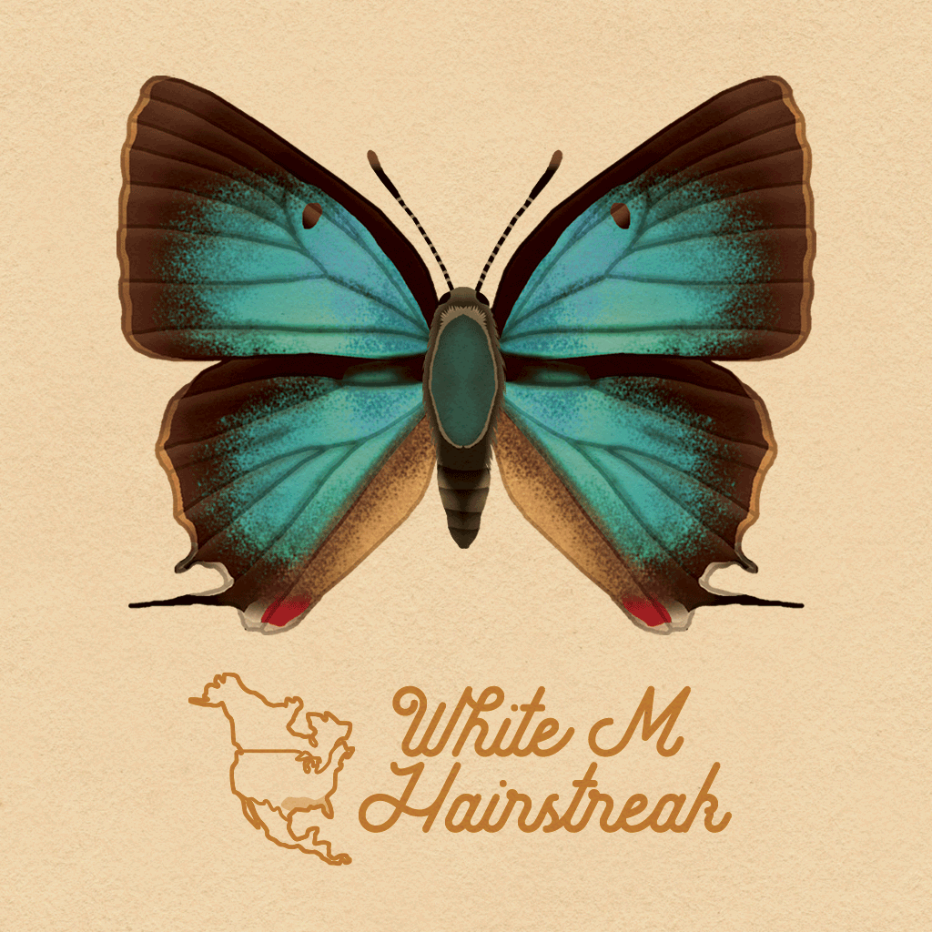 Butterfly eleanor lutz art GIF on GIFER - by Jumi