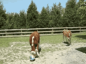 Soccer ball cow GIF on GIFER - by Silversinger
