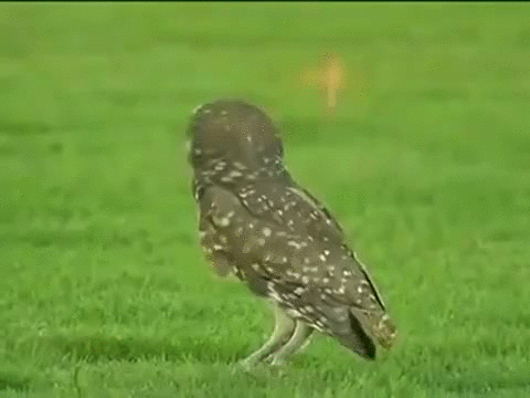 1g4o.gif